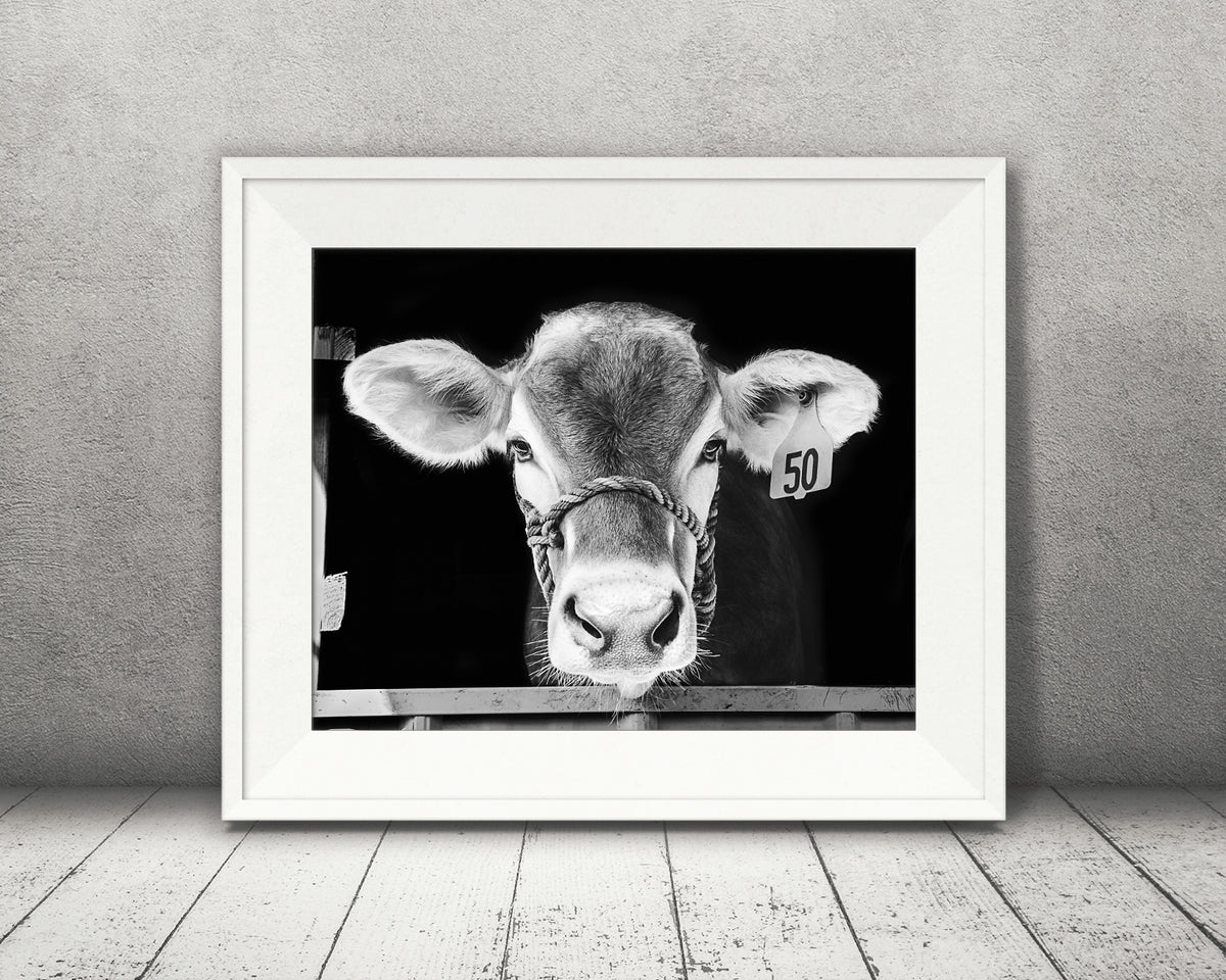 cow black and white photography