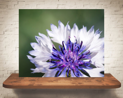 White & Purple Flower Photograph