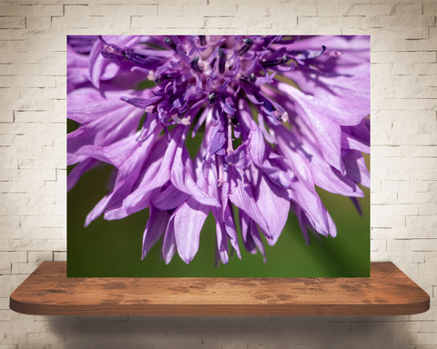 Purple Flower Photograph