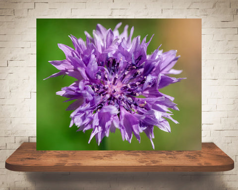 Purple Flower Photograph