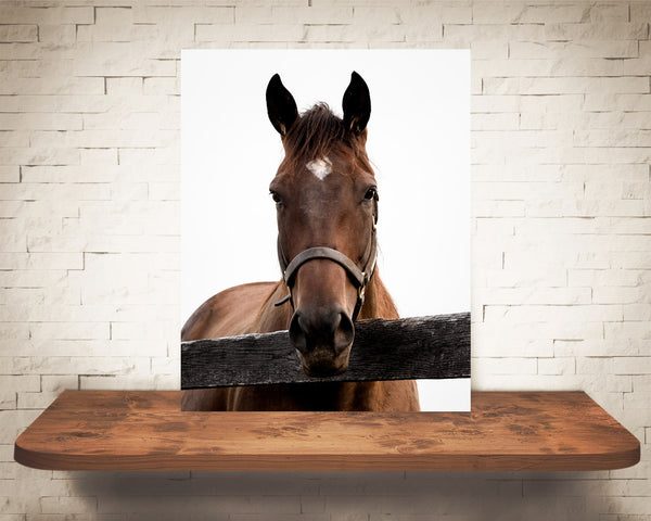 Horse Photograph