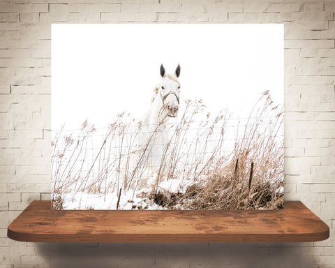 White Horse Photograph