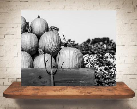 Pumpkin and Sunflower Fall Photograph Black White