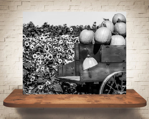 Pumpkin and Sunflower Fall Photograph Black White