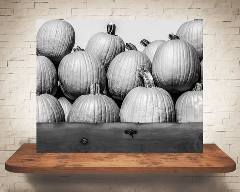 Pumpkin Fall Photograph Black White