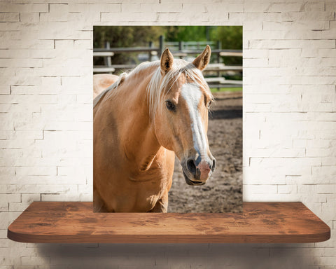 Horse Photograph