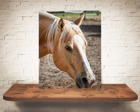 Horse Photograph