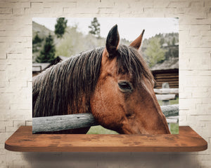 Horse Photograph