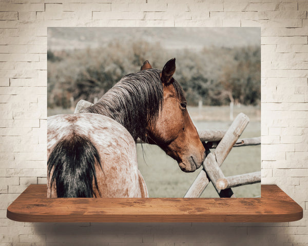 Horse Photograph