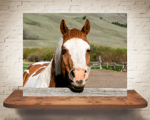 Horse Photograph