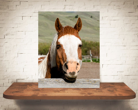 Horse Photograph