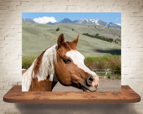 Horse Photograph