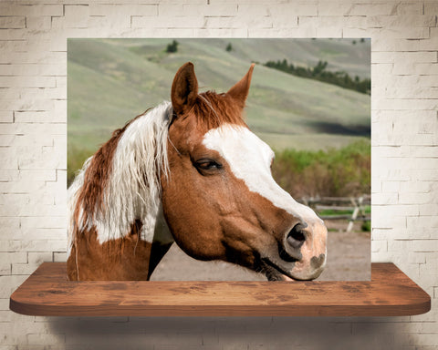 Horse Photograph