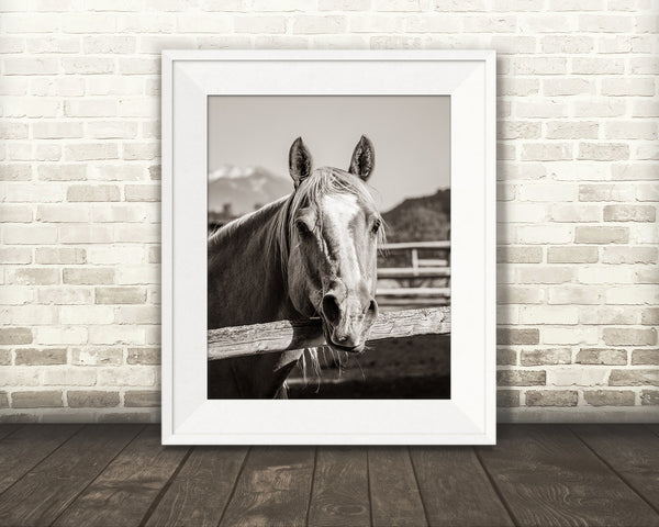 Horse Photograph