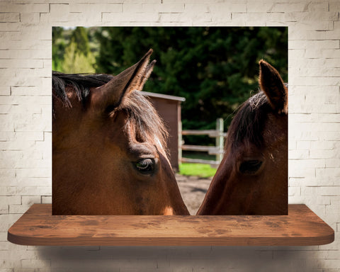 Horse Photograph