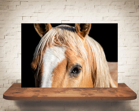 Horse Photograph