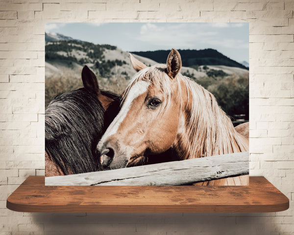 Horse Photograph