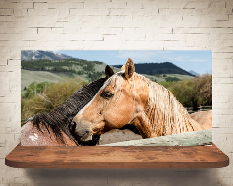 Horse Photograph