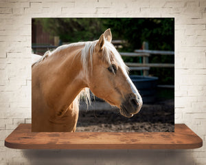 Horse Photograph