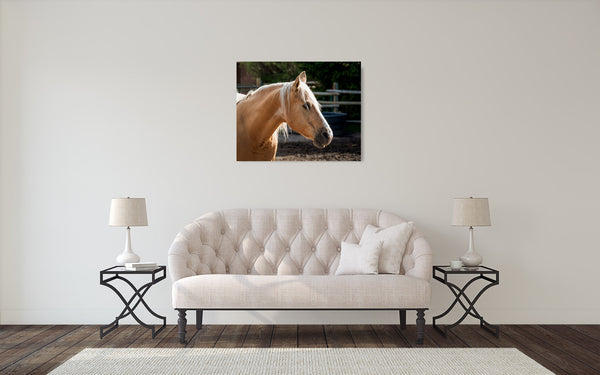 Horse Photograph