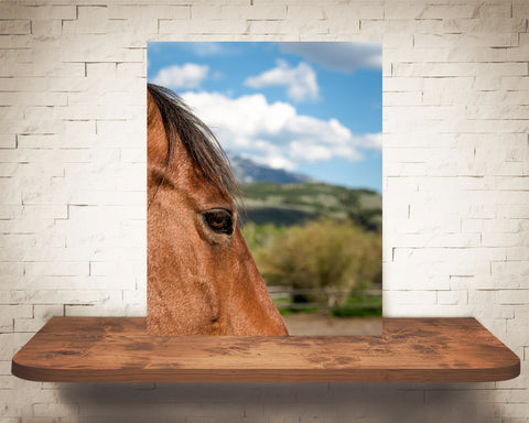 Horse Photograph