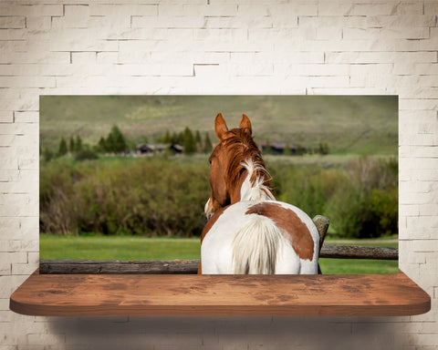 Horse Photograph