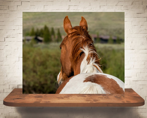 Horse Photograph