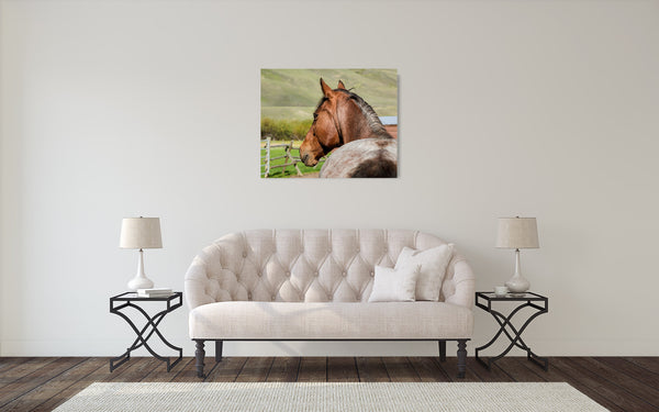 Horse Photograph