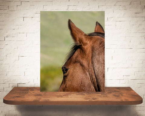 Horse Photograph