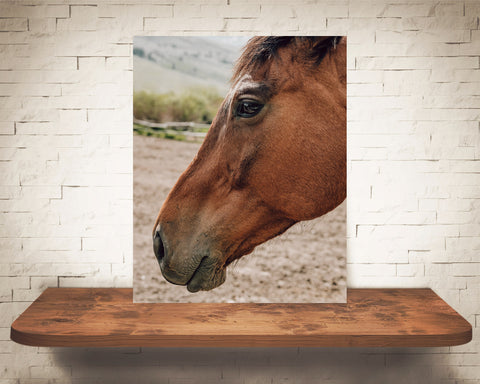 Horse Photograph