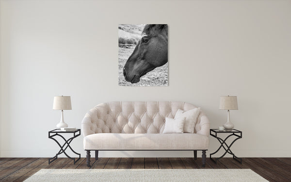 Horse Photograph