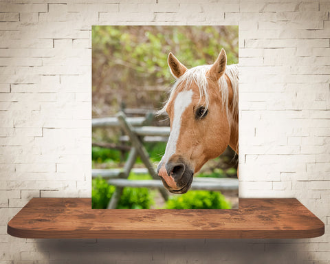 Horse Photograph