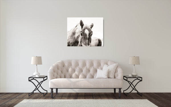 Horse Photograph