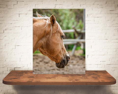 Horse Photograph