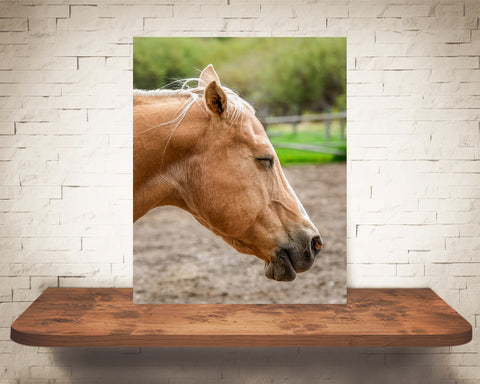 Horse Photograph