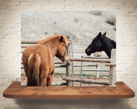 Horse Photograph