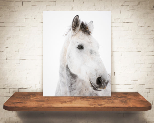 White Horse Photograph