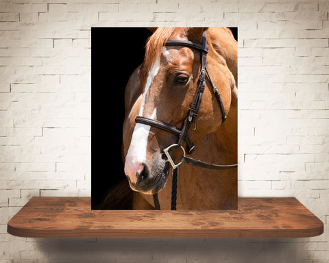 Horse Photograph