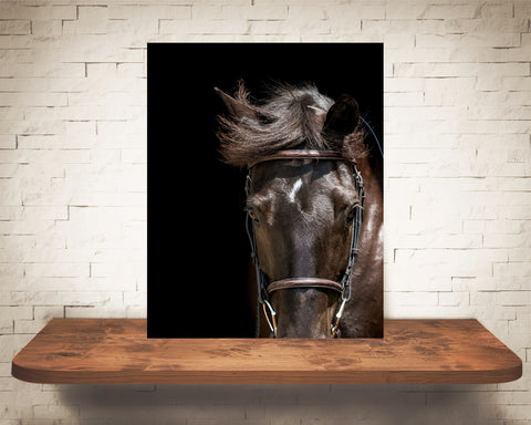 Horse Photograph