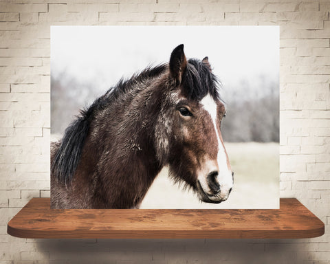 Horse Photograph