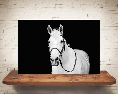 White Horse Photograph Black White