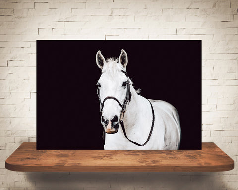 White Horse Photograph