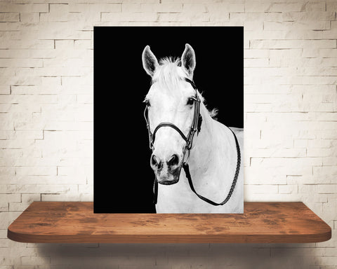 White Horse Photograph Black White