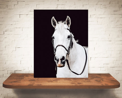 White Horse Photograph