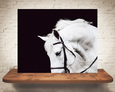 White Horse Photograph