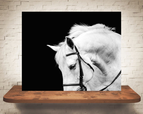 White Horse Photograph Black White