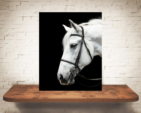 White Horse Photograph