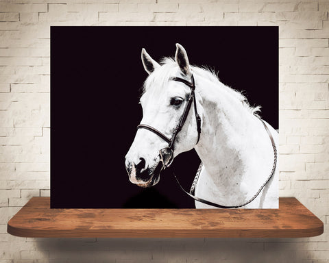 White Horse Photograph