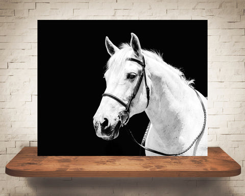 White Horse Photograph Black White