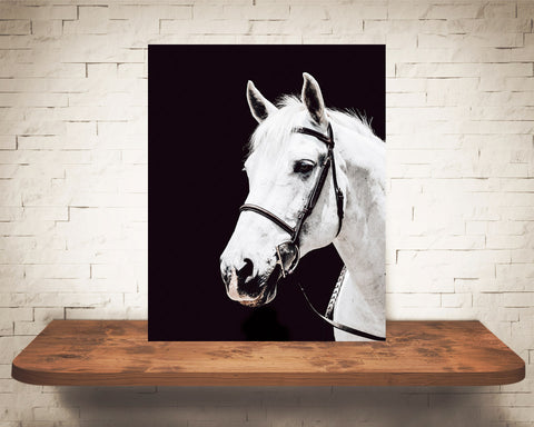 White Horse Photograph